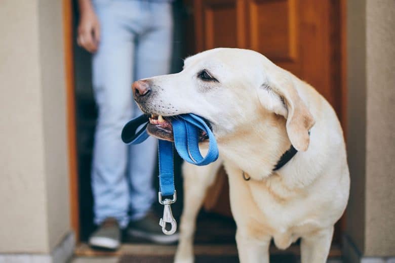 Labrador Retriever excited for walk