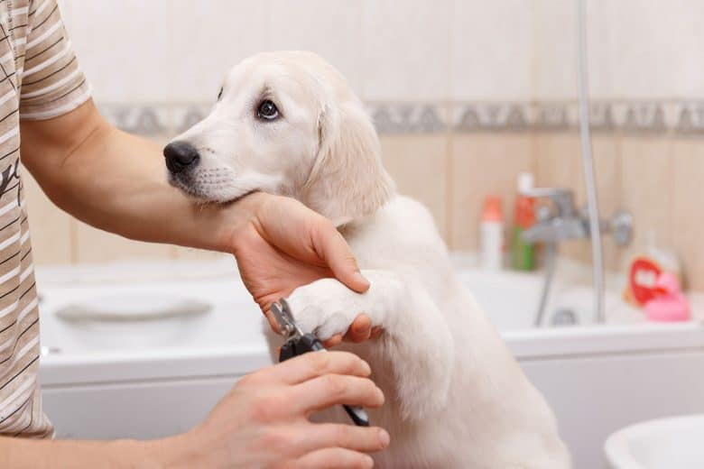 Labrador Retriever grooming