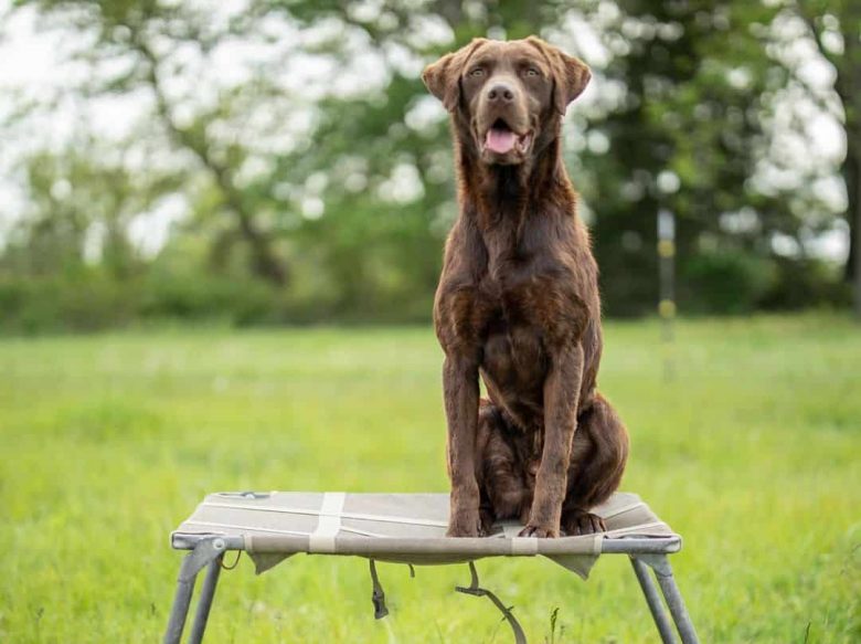 Labrador Retriever in hunt training