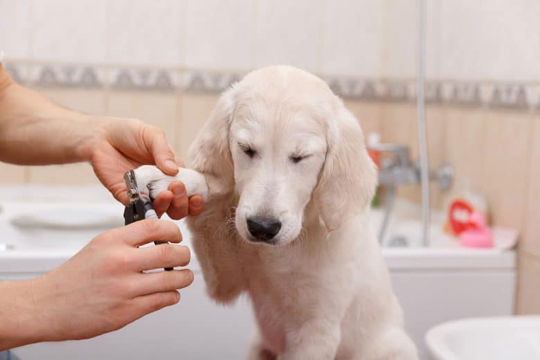 Labrador Retriever in nail cutting