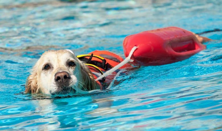 Labrador in rescue training