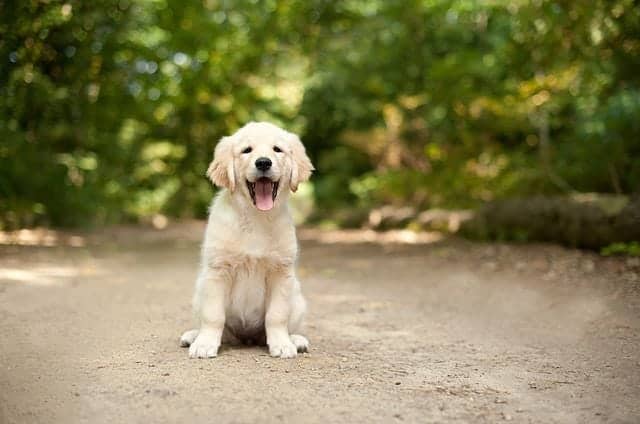 Why are Labrador Retrievers the Most Popular Dog Breed? - K9 Web