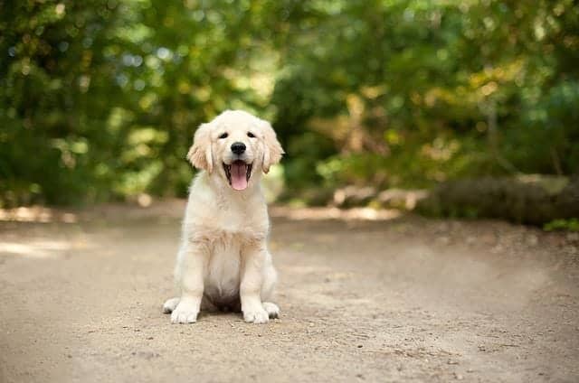 Labrador Retriever in the nature