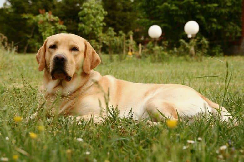 Labrador Retriever on grassy meadow