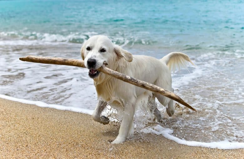 Labrador Retriever playing stick