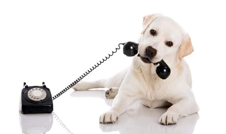 Labrador Retriever playing telephone