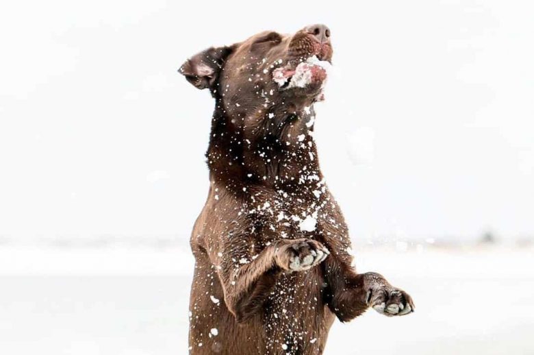 Labrador Retriever playing the snow