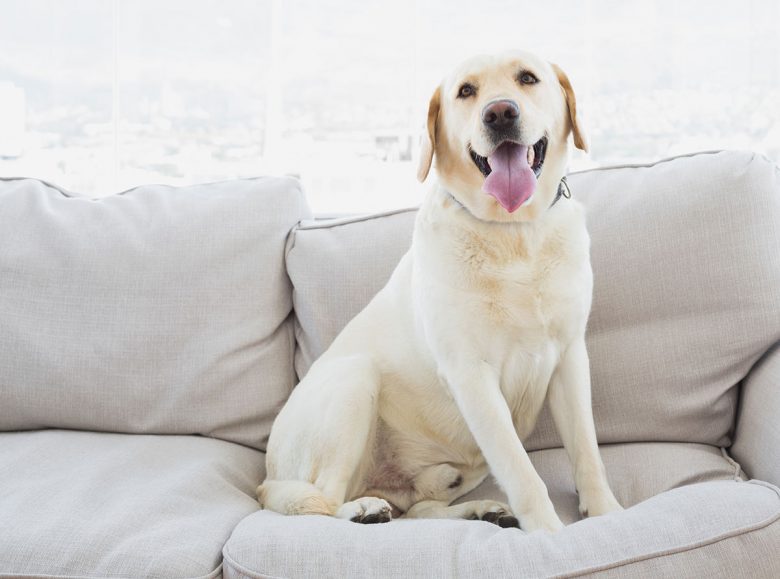 Labrador Retriever sitting on the couch