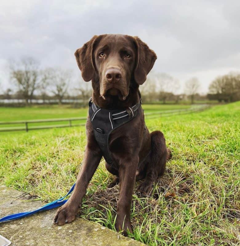 Labrador Retriever in the park