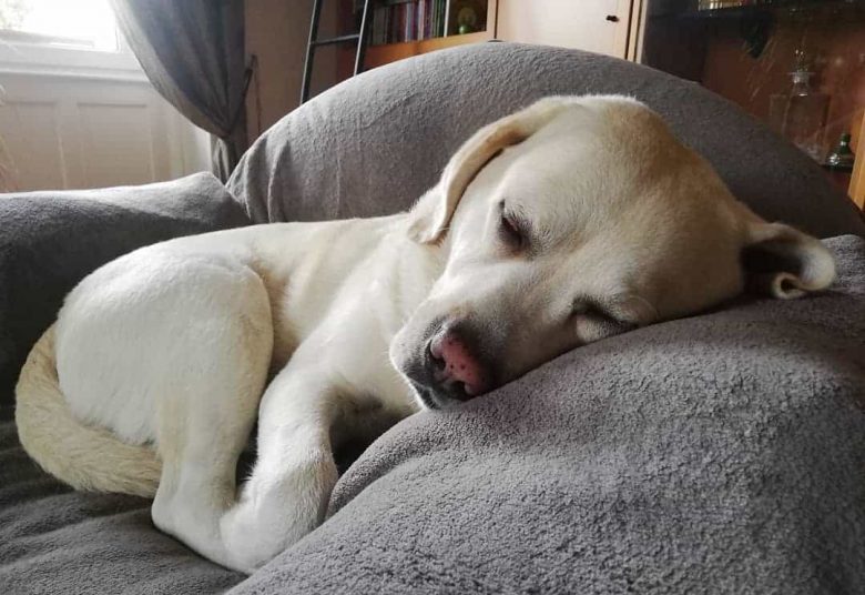 Labrador Retriever sleeping on the couch
