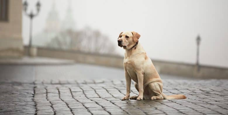 Labrador Retriever waiting the owner