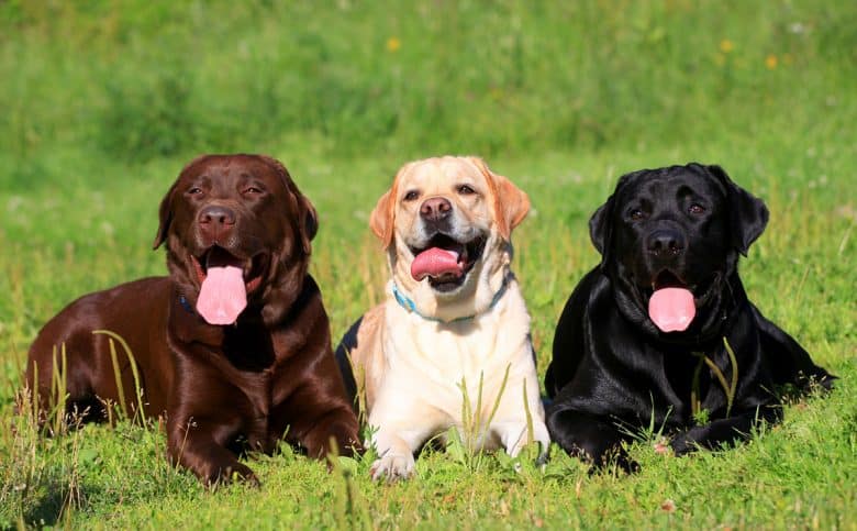 Labrador Retrievers in the grass