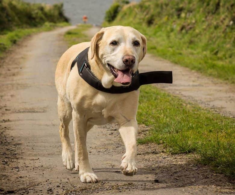 Labrador walking from the beach