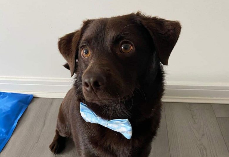 Labrahuahua looks like a Miniature Lab