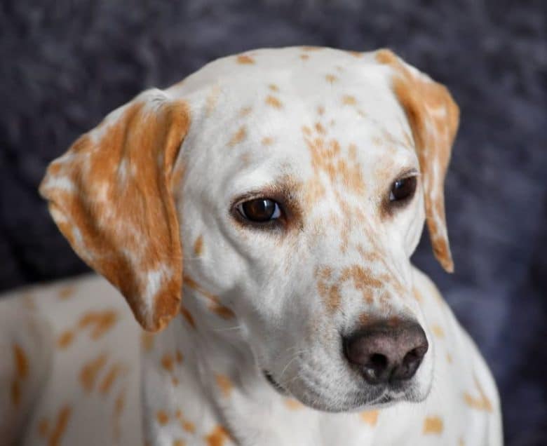 Lemon-spotted Dalmatian dog