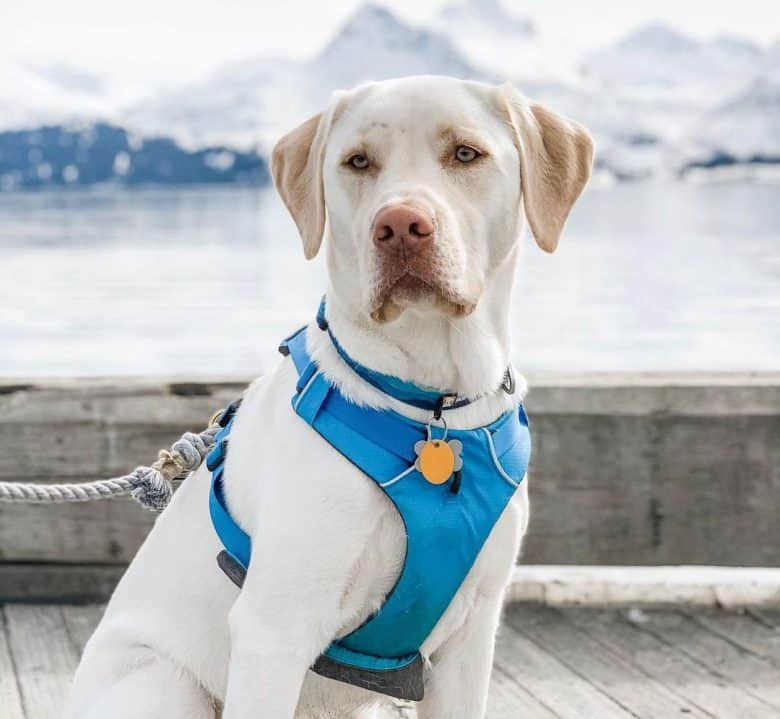 https://www.k9web.com/wp-content/uploads/2020/12/leucistic-white-labrador-in-blue-harness-780x719.jpg