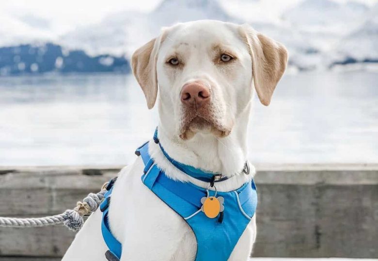 Leucistic White Labrador wearing blue harness