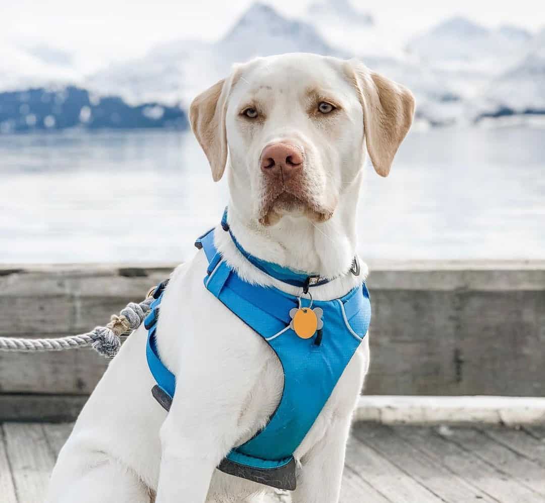 Are White Labradors purebred and other facts you need to know K9 