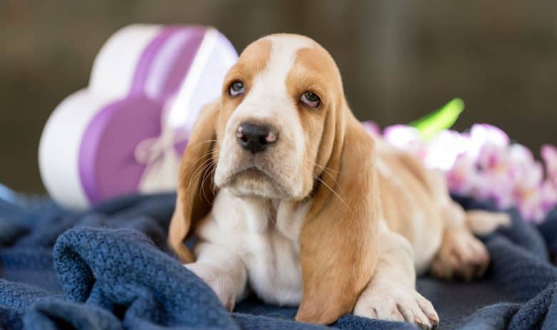 Little Basset Hound puppy