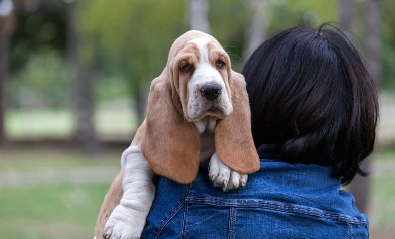 Little boy carrying Basset Hound dog