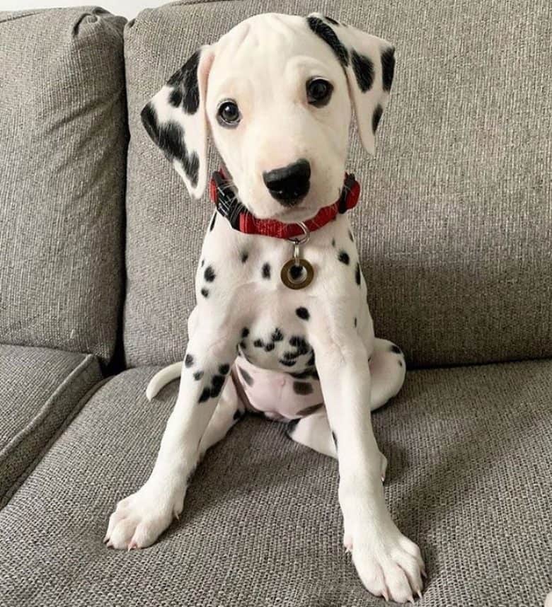 25 HQ Pictures Dalmatian Puppies For Adoption In Nj / N J Pets In Need Nov 2 2020 Nj Com 25 HQ Pictures Dalmatian Puppies For Adoption In Nj / N J Pets In Need Nov 2 2020 Nj Com