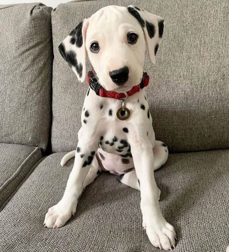 Little Dalmatian sitting on the couch