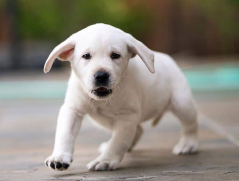 Little White Labrador puppy