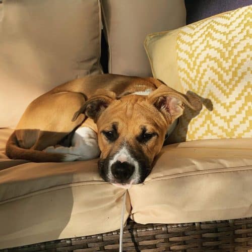 German Shepherd Boxer mix: Is this loyal dog right for you? - K9 Web