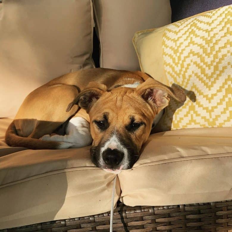 Lonely Boxer Shepherd dog