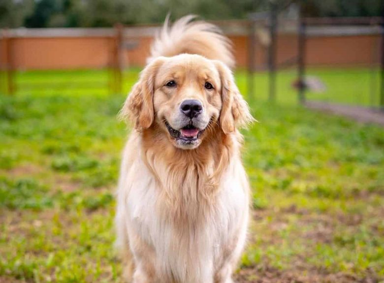 Fluffy Labrador Retriever dog