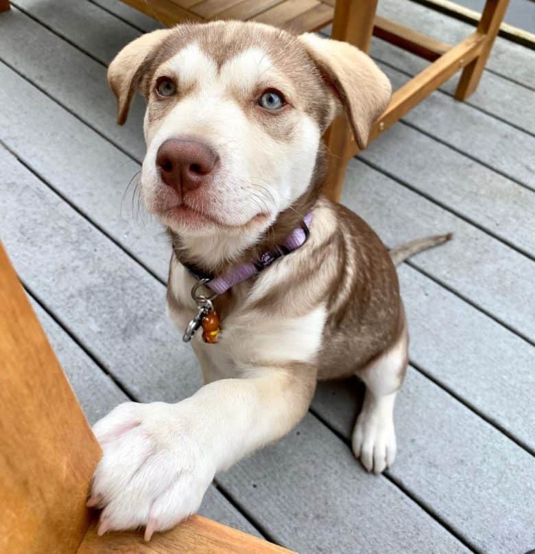 Malamute Pitbull mix asking for attention