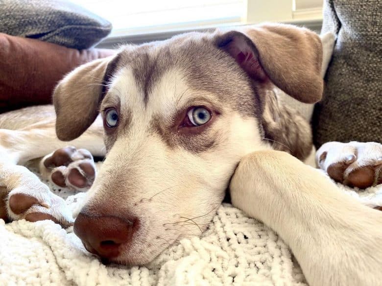 Malamute Pitbull mix lying in bed