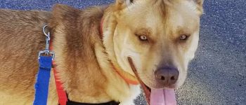 Malamute Pitbull mix portrait