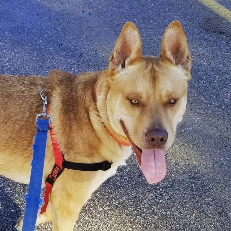 Malamute Pitbull mix portrait
