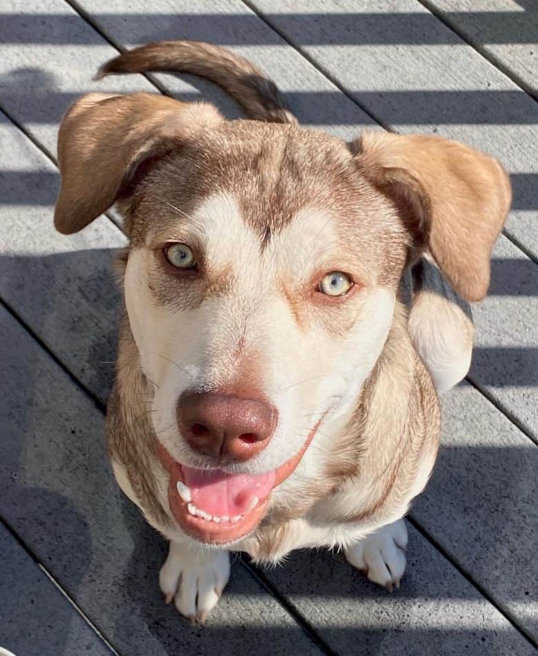 Malamute Pitbull mix waiting for treat