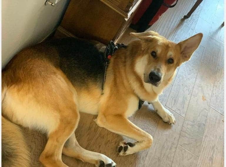 Maskless German Shepherd lying on the floor