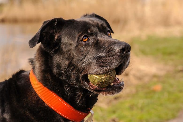 Mastador mix dog chewing tennis ball