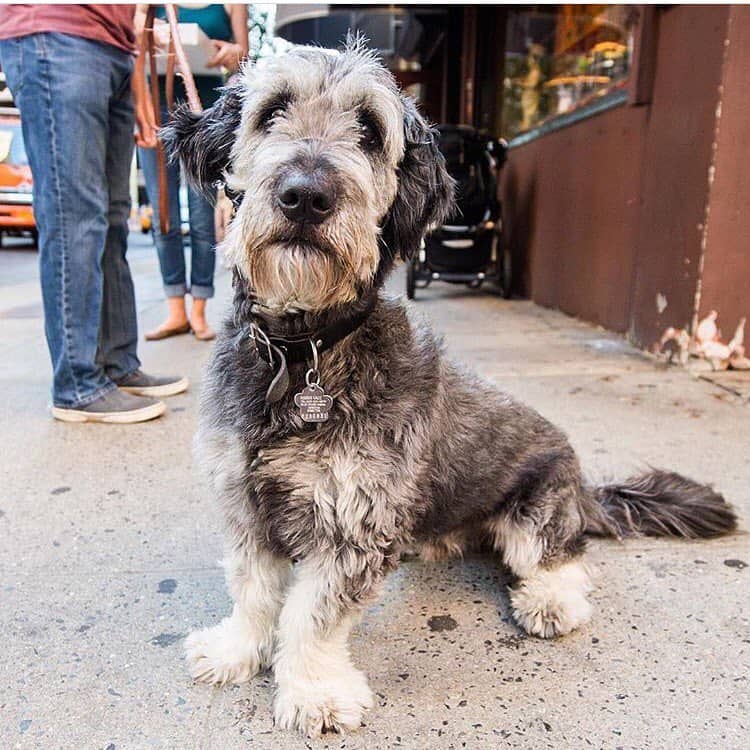 Mini Schnauzer and Basset Hound mix