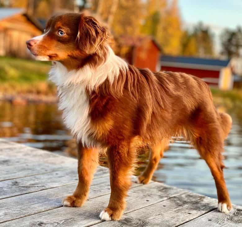 Miniature American Shepherd at the lake