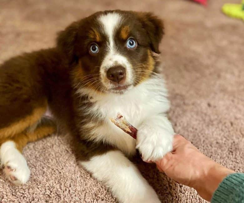 Miniature American Shepherd chewing bully stick