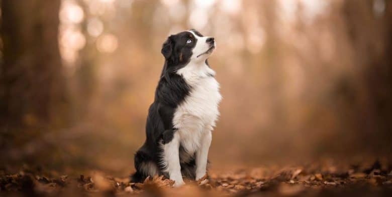 Miniature American Shepherd sitting in the woods