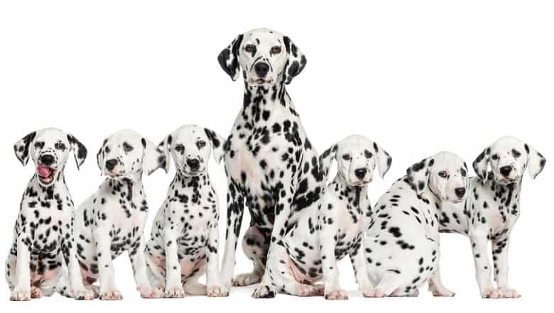 Mother Dalmatian with her puppies