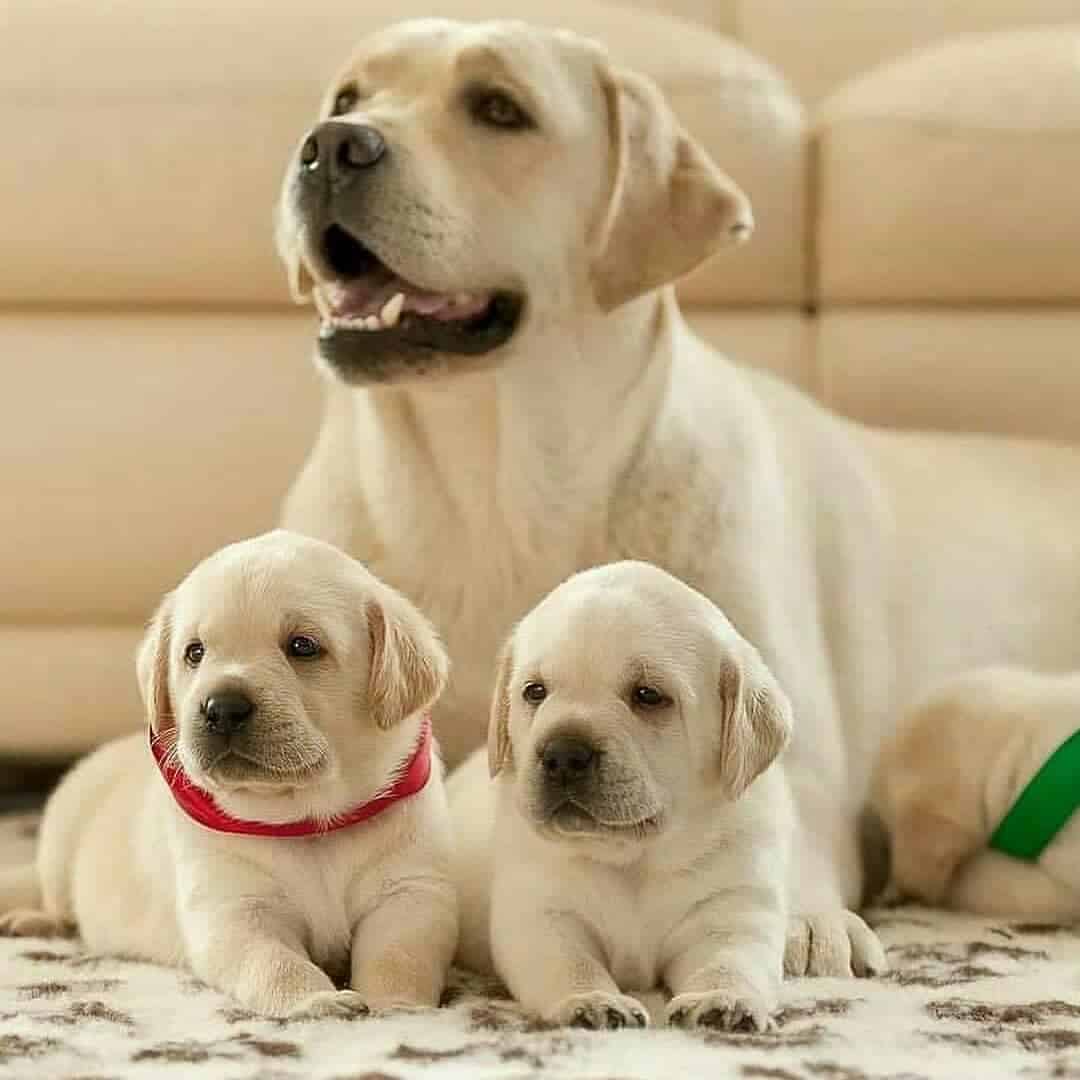 Why is the Yellow Labrador Retriever so Iconic? K9 Web