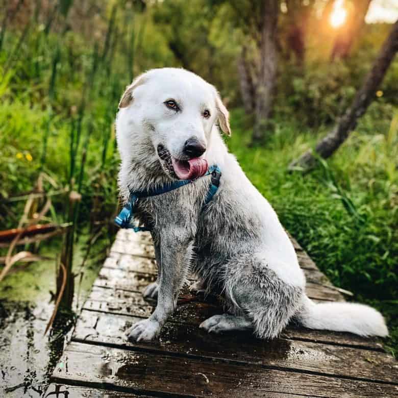 Muddy Great Pyrenees Lab mix