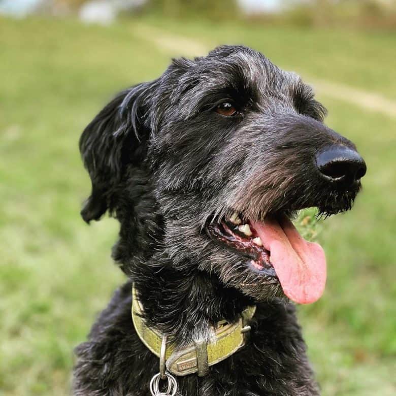 New haircut Bordoodle mix dog