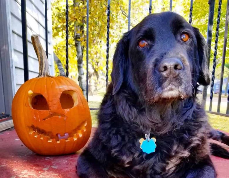 New Labralound mix dog beside the Jack-o'-lantern