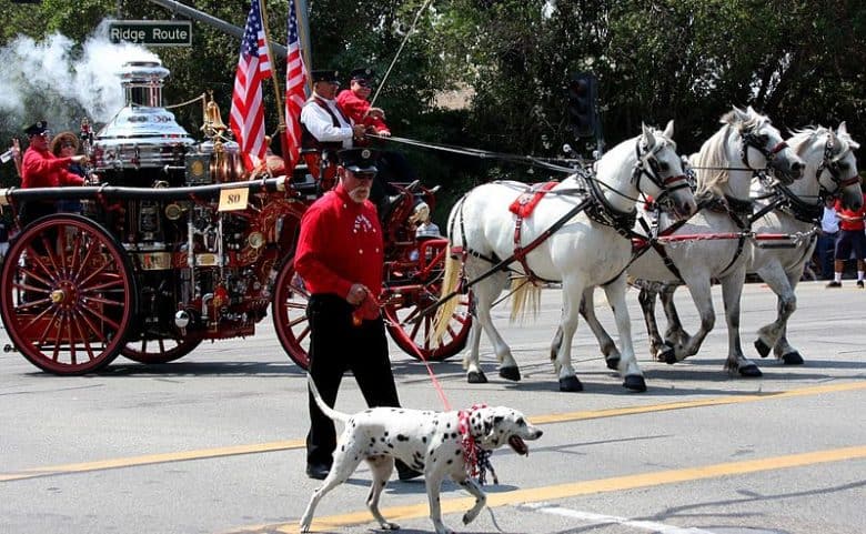 Old fire engine and the Dalmatian dog