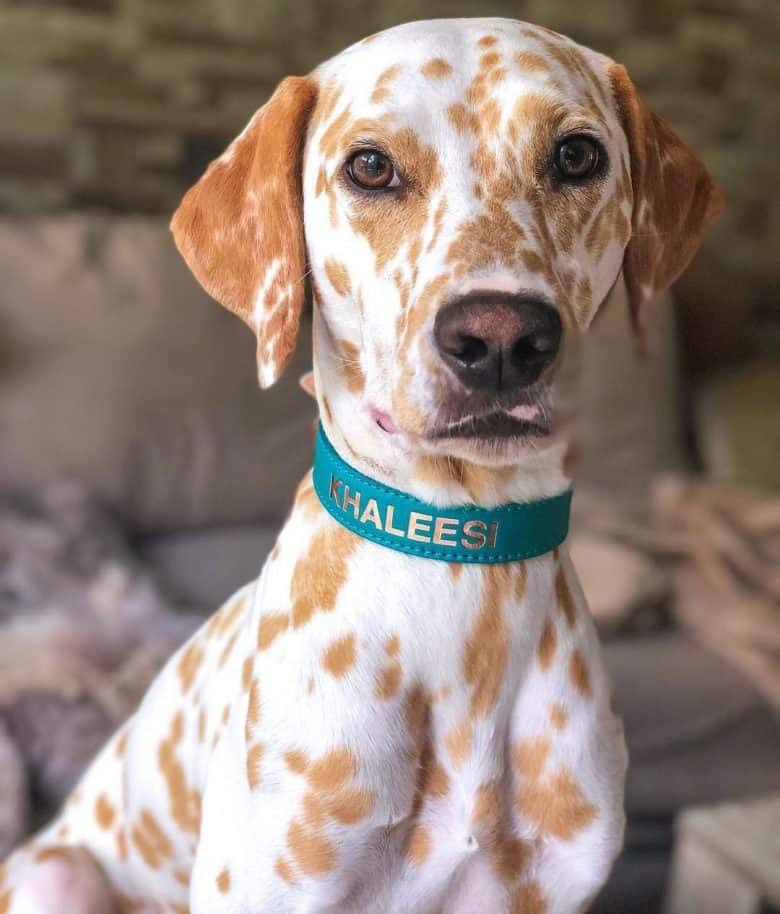 Orange-spotted Dalmatian dog