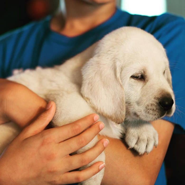 Owner carrying White Labrador puppy