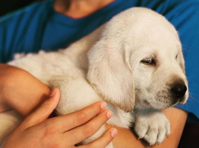 Owner carrying White Labrador puppy